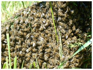 abeilles suite 003 (2)