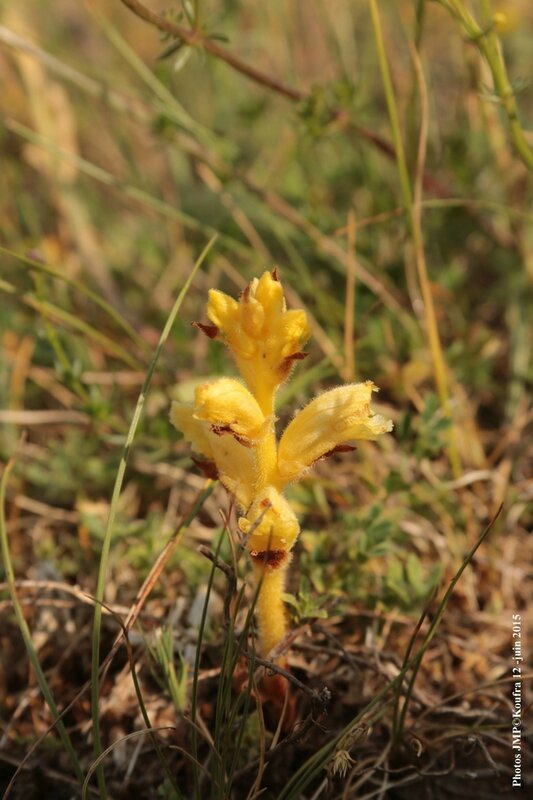 Photos JMP©Koufra 12 - Le Mas - blog - 2015-06-03- 00055