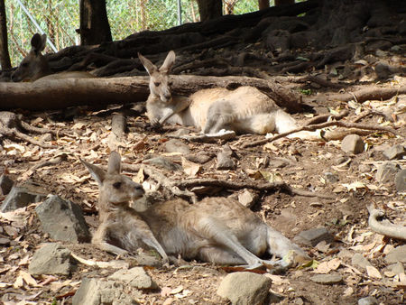 19_oct_09___Cairns__zoo__14_