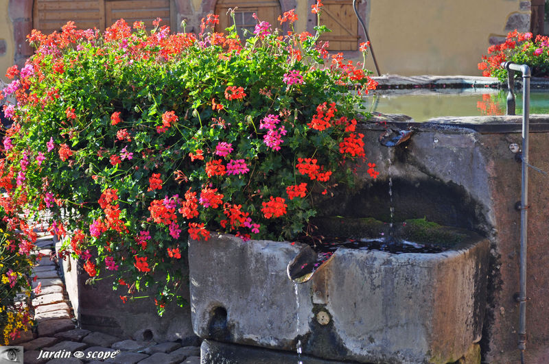 Fontaine fleurie de Pfaffenheim en Alsace