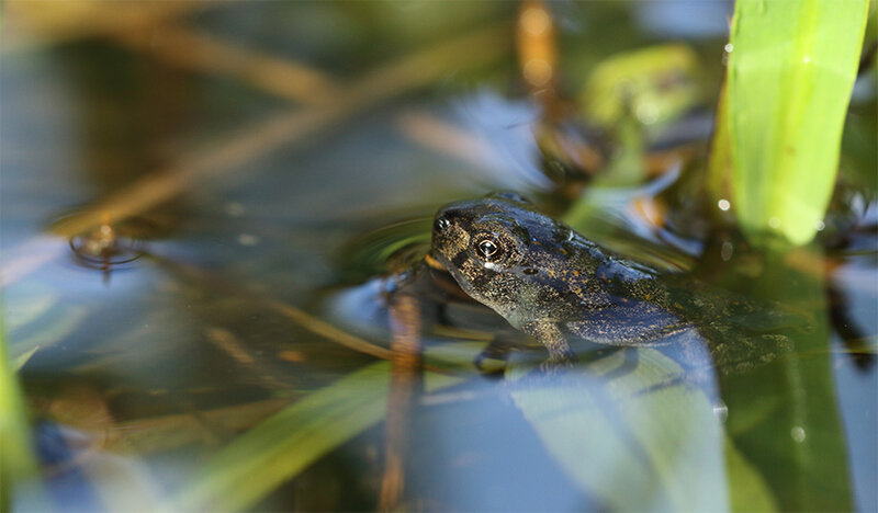 Rhinella marina - Têtards