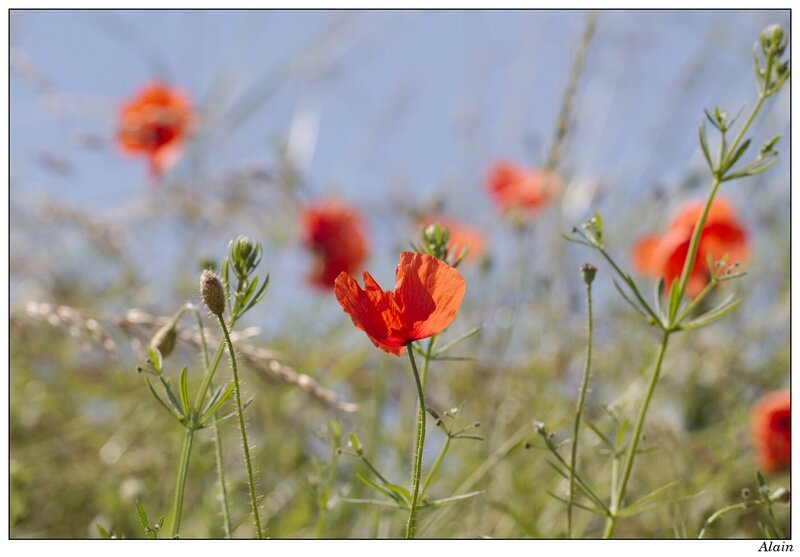 coquelicots