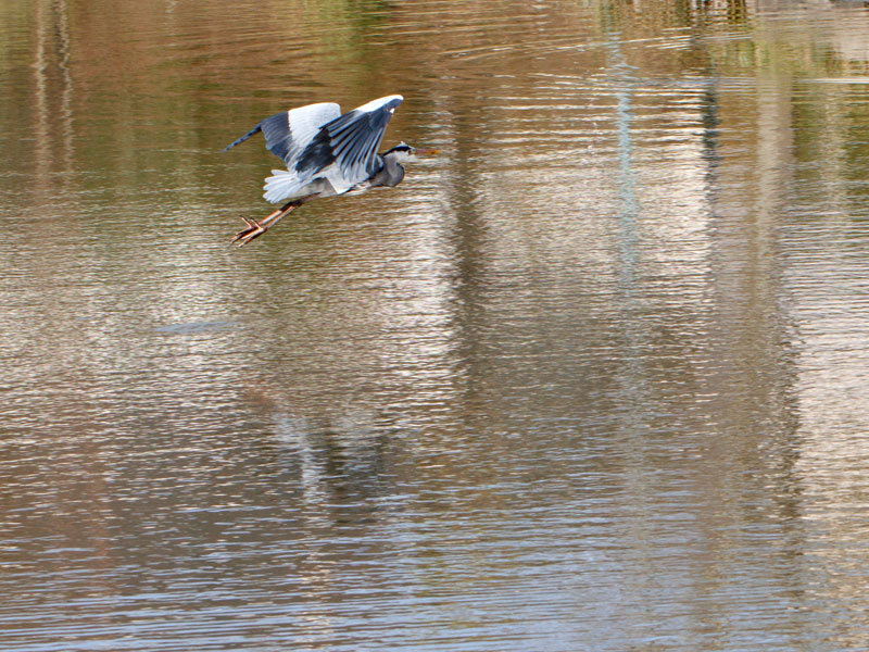 heron03