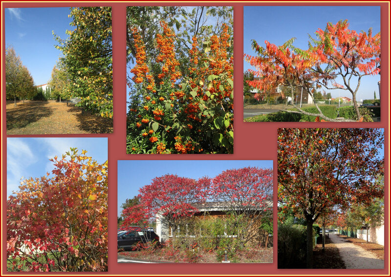 Automne_les arbres