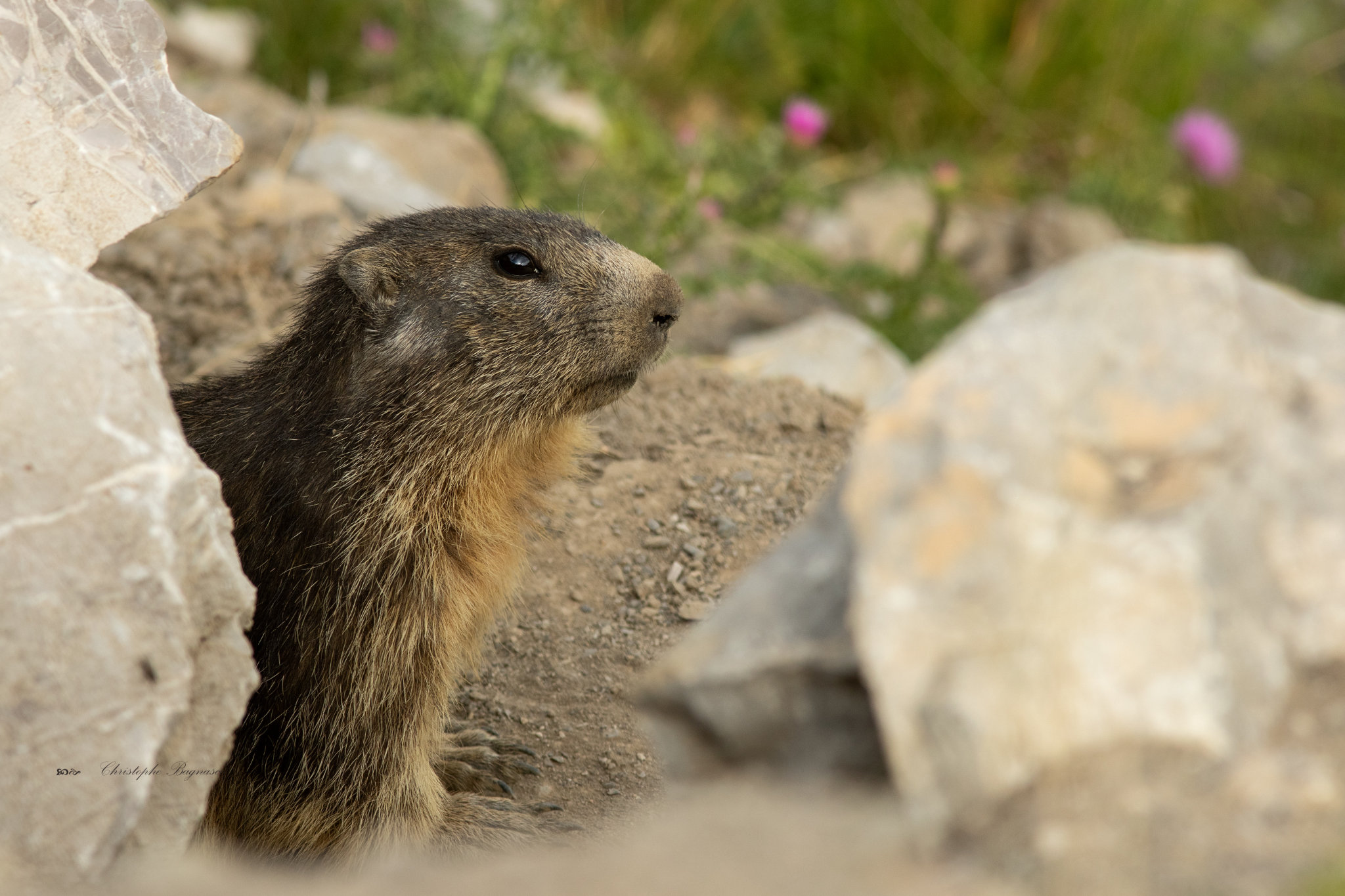 Jolie Marmotte