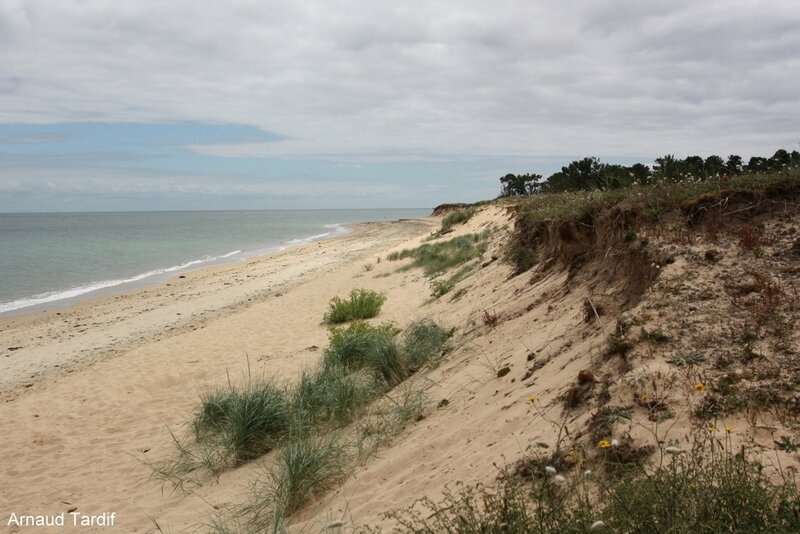 00585 Noirmoutier Juin 2020 - L'Ile d'Yeu - La Plage de la Petite Conche et la Pointe de la Sablière