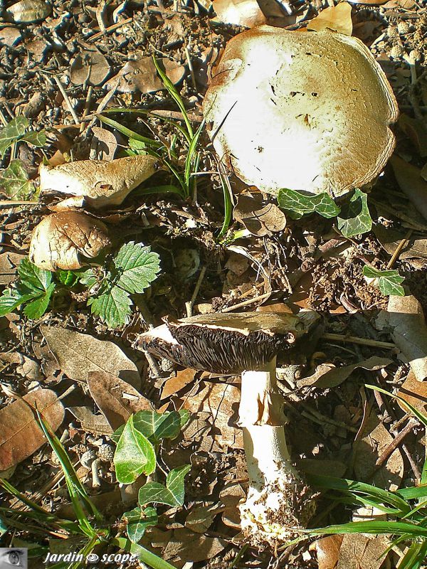 Agaric jaunissan • Agaricus  xanthoderma • Agaricaceae