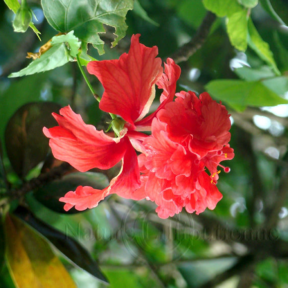 Image-Nature-Fleur-Hibiscus-Martinique 7