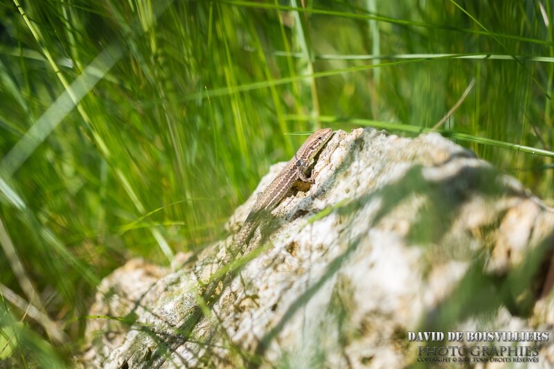 Lézard des Murailles (Podarcis muralis)