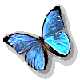 papillon_028