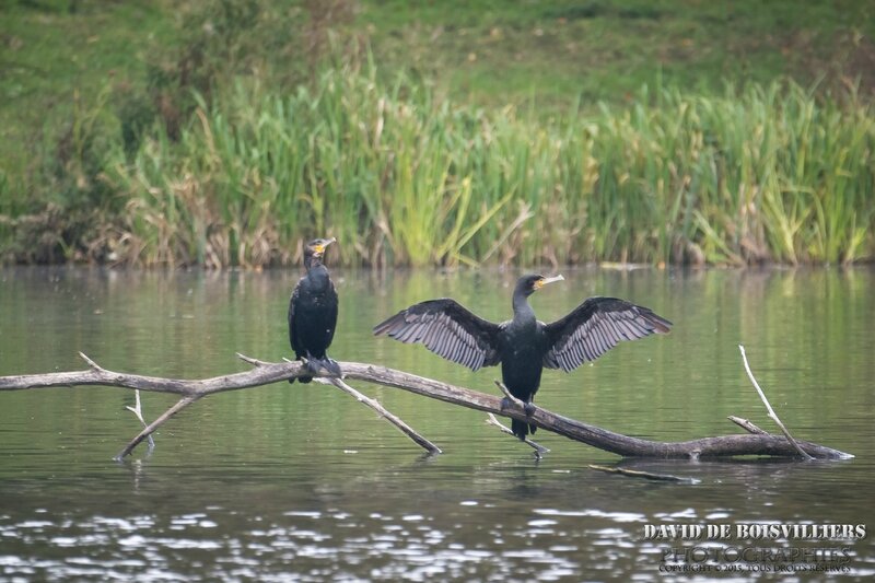 Grand Cormoran (Phalacrocorax carbo)