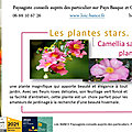 🌺 Camellia sasanqua <b>Plantation</b> Pink par paysagiste Pays Basque, Paysagiste Landes.