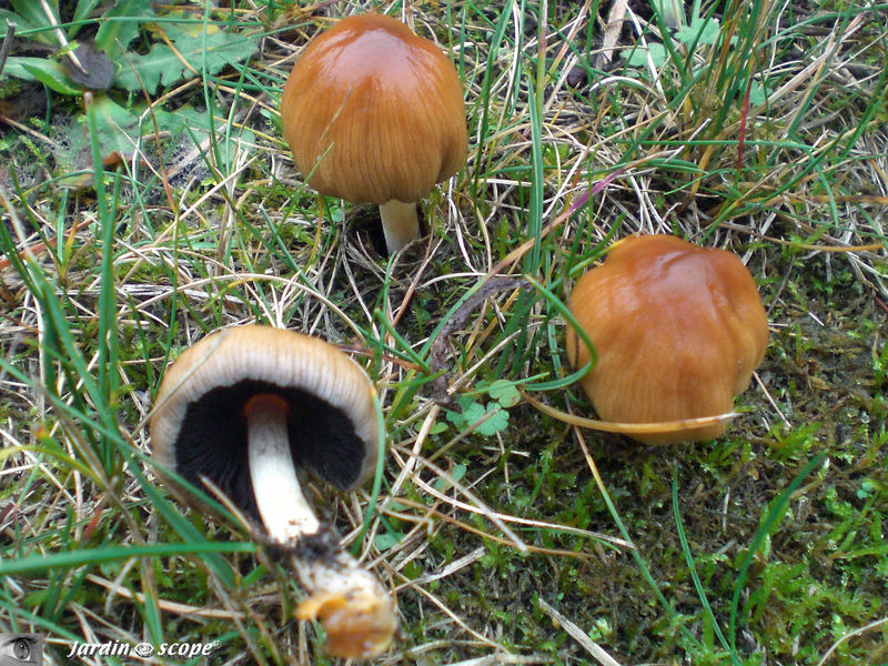 Coprin micacé • Coprinus micaceus • Coprinaceae