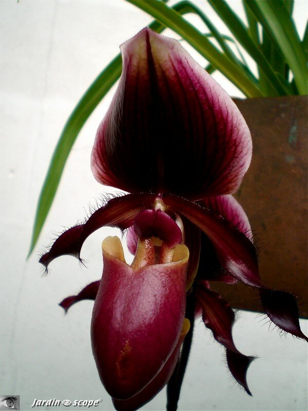 Expo d'Orchidées 2008 - Serre aux papillons du Parc Floral d'Orléans