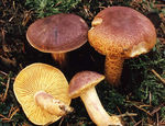 Tricholome_rutilant14