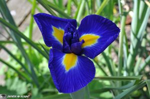 Iris-hollandica-Blue-Magic