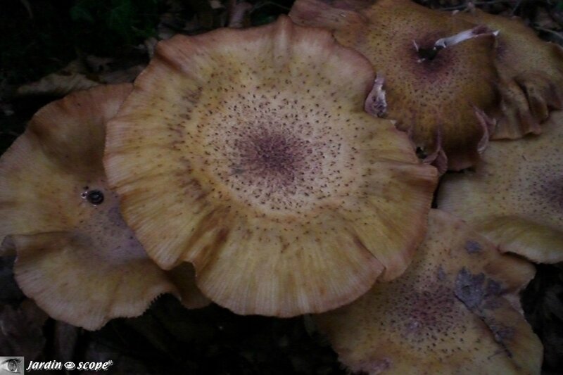 Armillaria-ostoyae