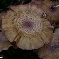 Armilllaria solidipes alias A. d'ostoya fléau des forêts...