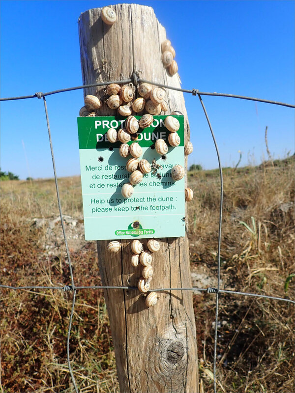 Oléron piquet panonceau escargots 2 020918