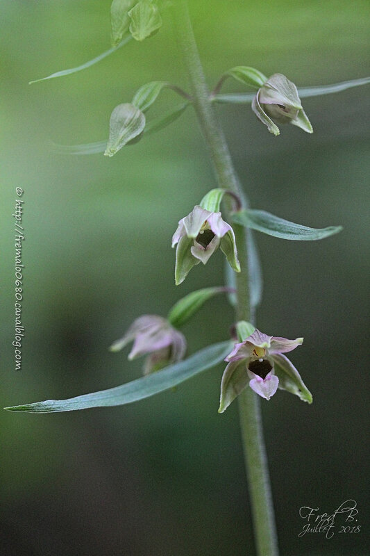 Epipactis helleborine