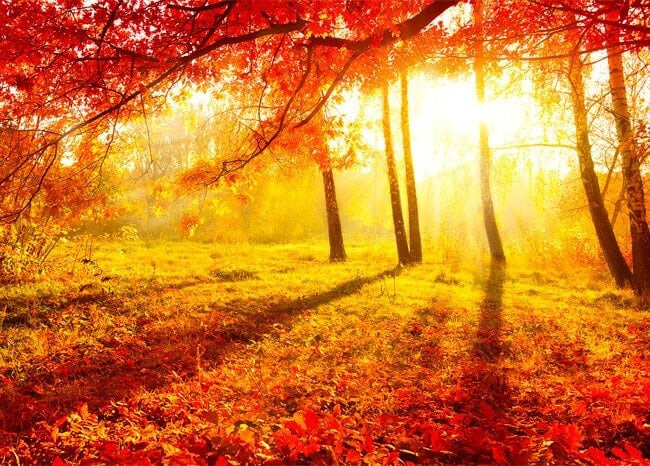 feuilles-de-fotomural-arbres-rouges-automne