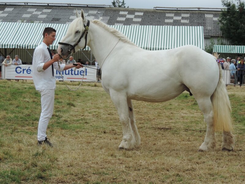 Altesse de la Course - 24 Juillet 2016 - National Boulonnais - 8e (Suitées de 5 et 6 ans)