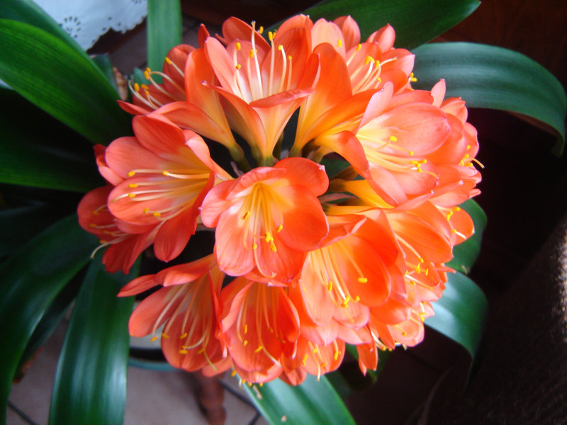 clivia