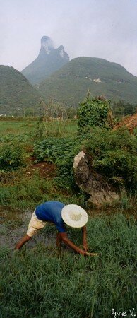 faucheur_yangshuo