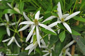 Clematite-Southern-Cross