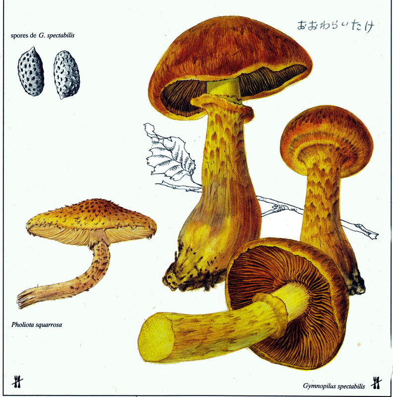 Gymnopilus spectabilis GB Bohumil Vančura