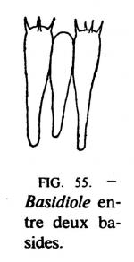 Joss fig 55