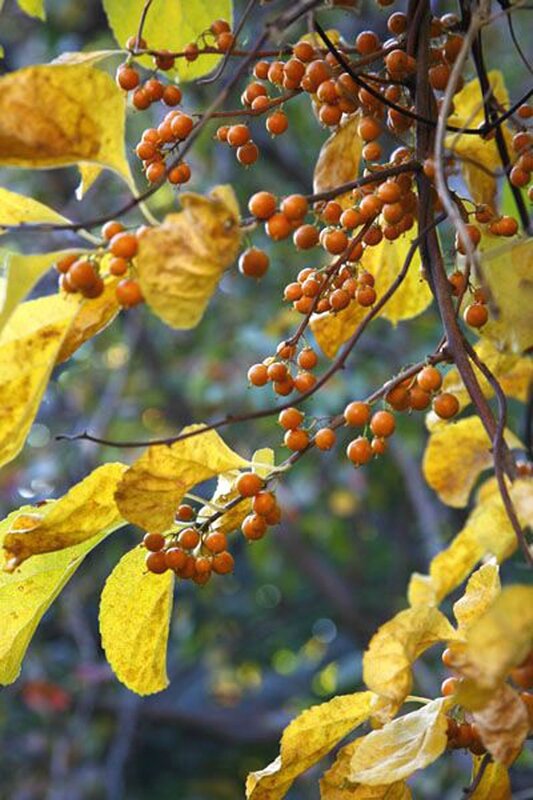 photo automne 1