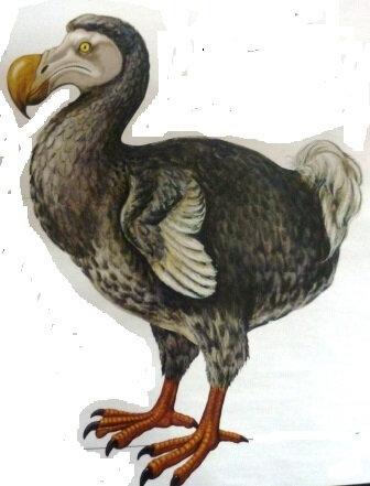 dodo de Géo