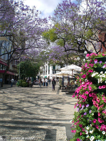 9036_All_e_de_Jacarandas