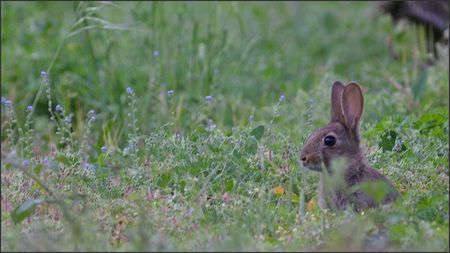 plaine_lulu_lapin_3_portrait_100511