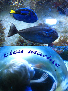 bleu_marine