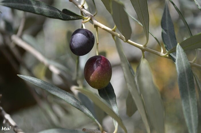 171001_olives