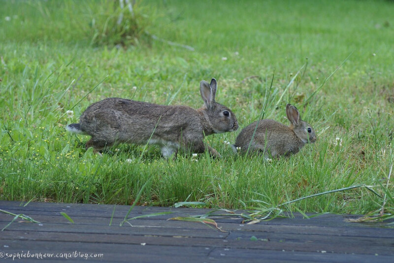 lapins maman et son petit