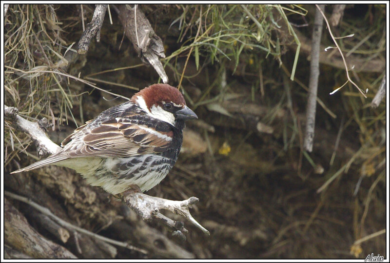 Moineau espagnol (Passer hispaniolensis)