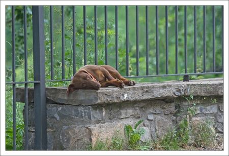Bestue_chien_sieste