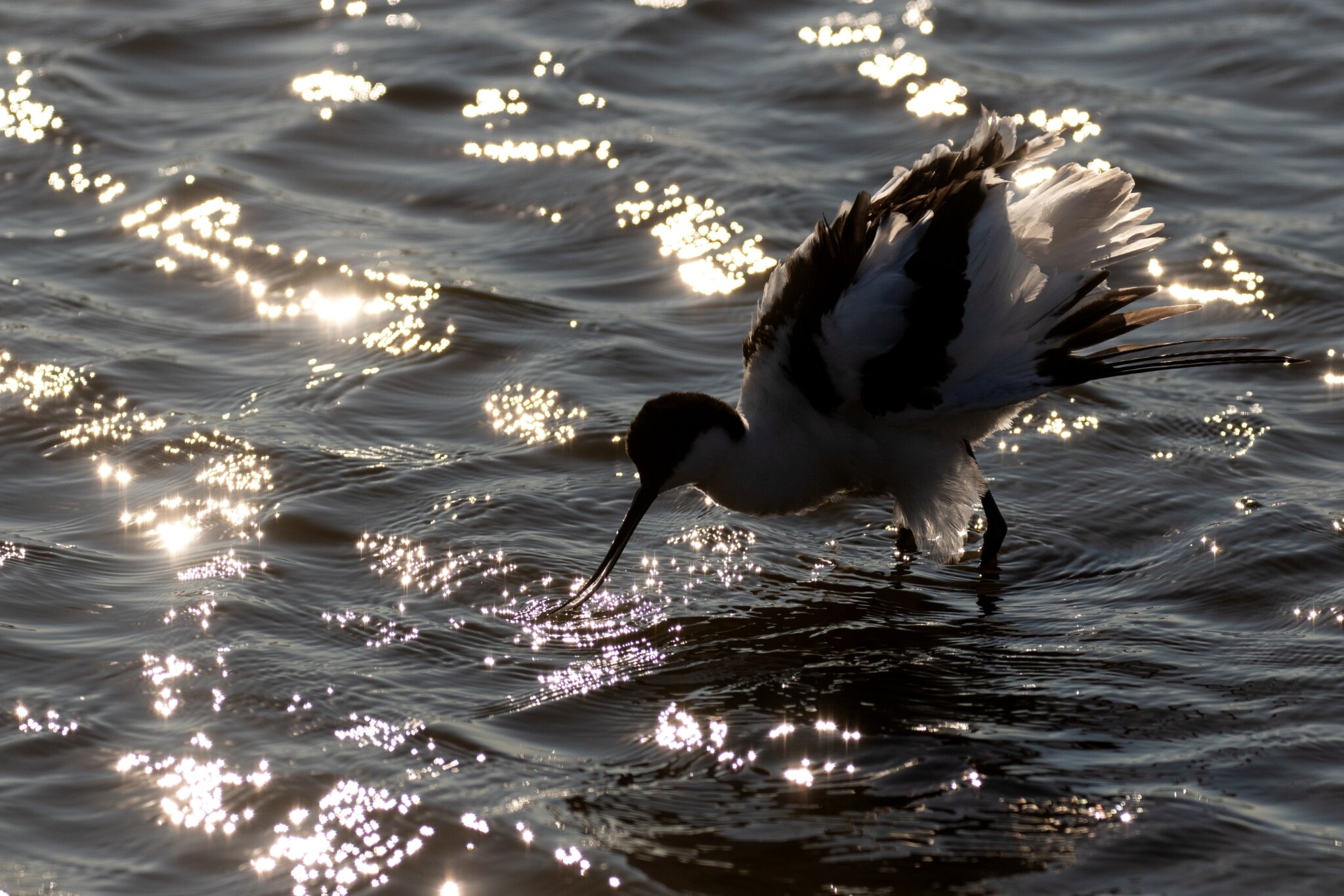 Pépites d'eau et de lumières Avocette élégante