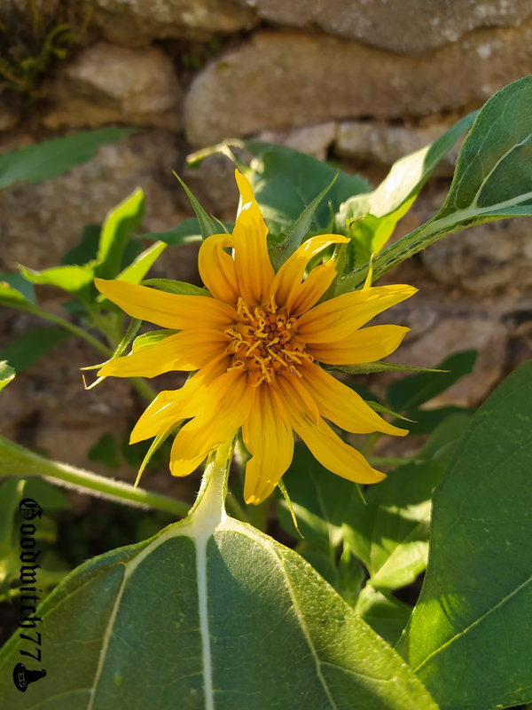 tournesols sunflower (58)