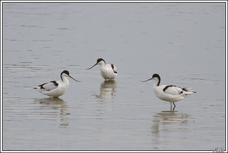 conciliabule d'Avocettes élégantes