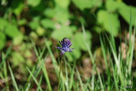 FLEUR