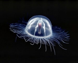 Box_Jellyfish_underwater_Images