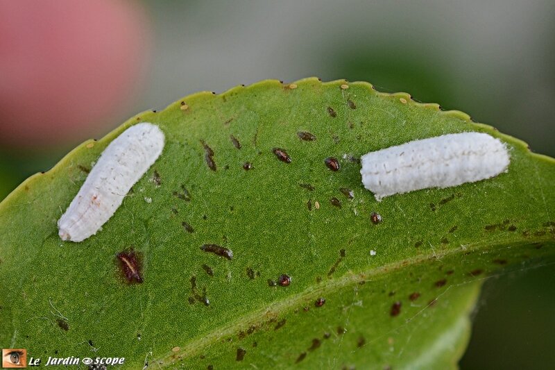 Cochenilles pulvinaires sur camélia