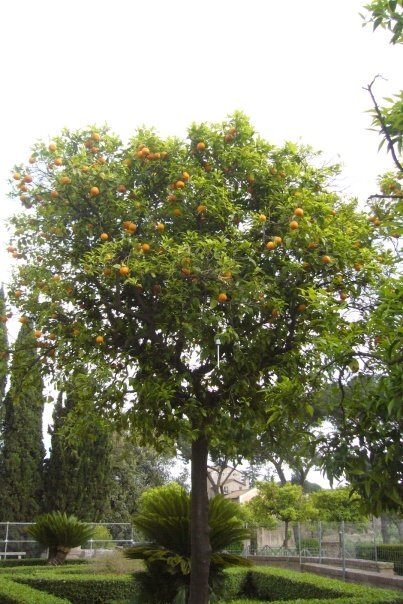 Roma parc orangers