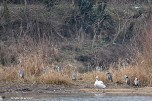 Herons