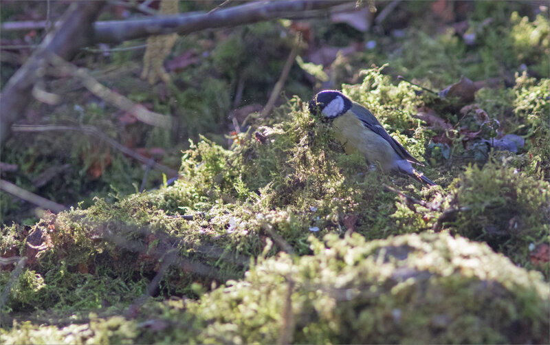 oiseau mésange charb mousse matin 060321 14 ym