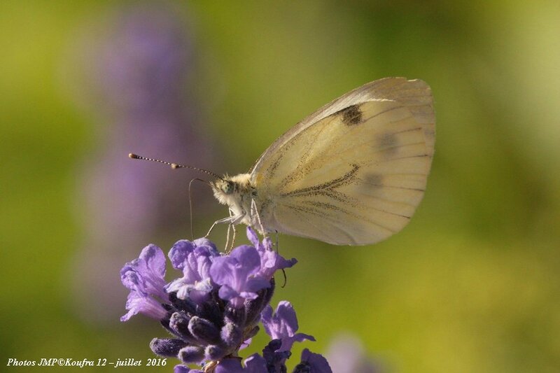 Photos JMP©Koufra 12 - Papillons - 04 juillet 2016 - 00050 - 001b